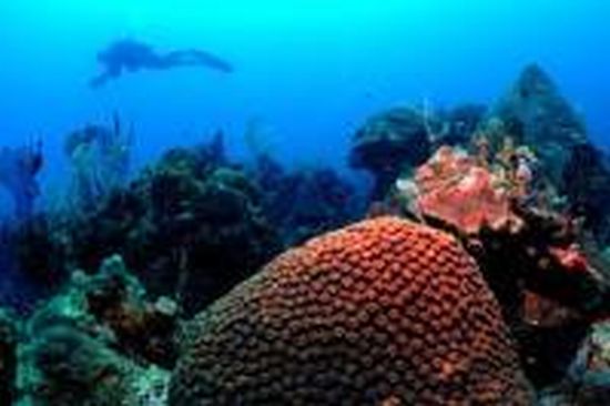 corals NoYKo 17651