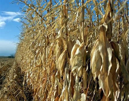 corn corn
