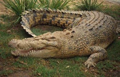 croc