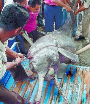 dead dolphin 246