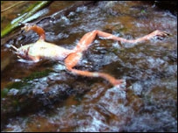 deadly fungal disease killing amphibians across th