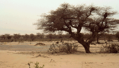 desertification desertification