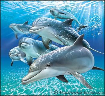 dolphins 9