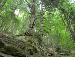 eu forest