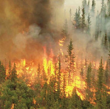 forestfire