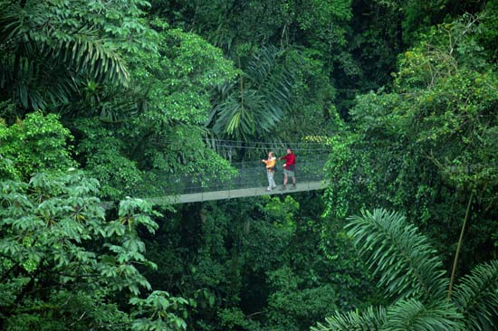 forests