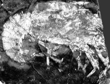 fossil found in mexico 9