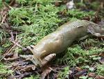 garden slug