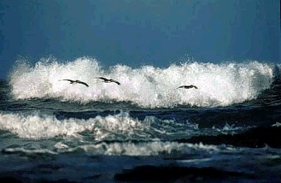 global warming in indian ocean 246