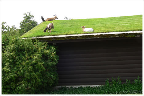 goatsonroof goatsonroof
