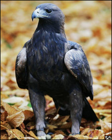 goldeneagletwo pa 282 i9ss7 17080
