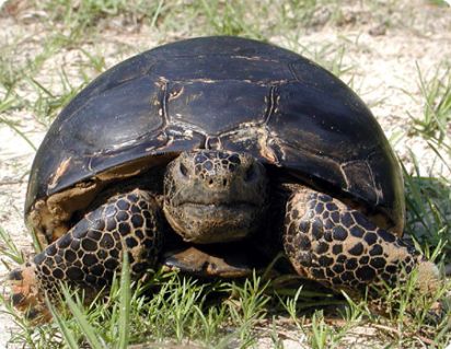gopherturtle