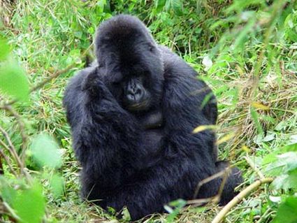 gorillas