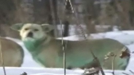 green dog green dog