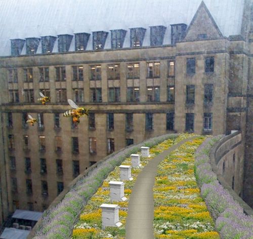 green roof