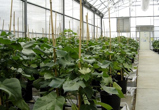 greenhouse greenhouse
