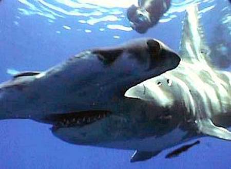 hammer head shark hammer head shark