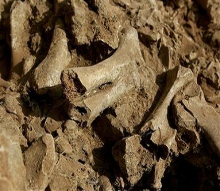 hippo fossils1 hippo fossils1