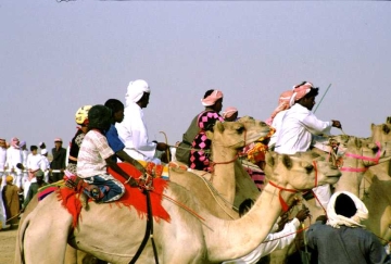 hundreds of saudi camels die from mystery ailment