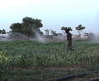 indian farm