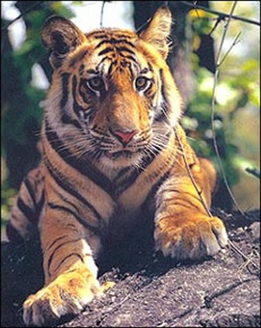 indian tiger indian tiger