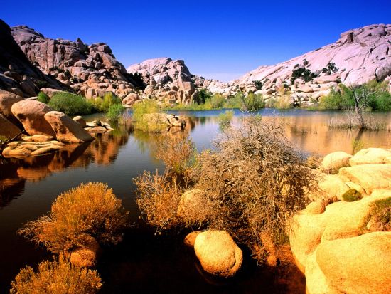 joshua tree national park