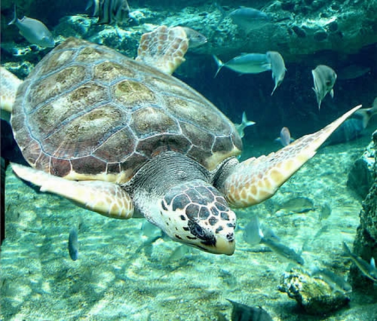 loggerhead turtle