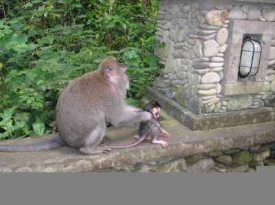 long tailed macaques in malaysia