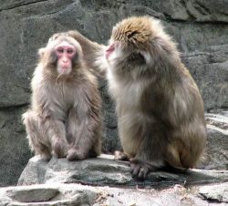 monkeys i monkeys i