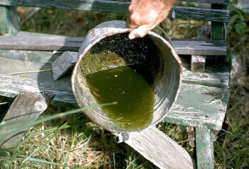 mosquito breeding