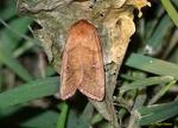 moth in london 9