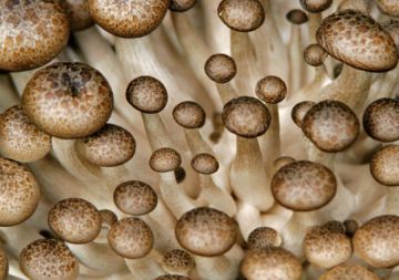 mushroom fossil ever found 9