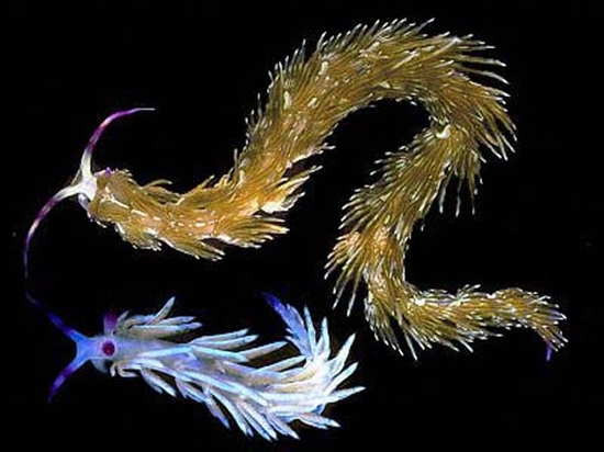 nudibranch1 nudibranch1
