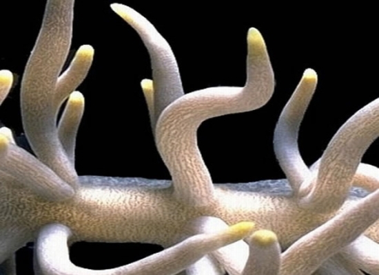 nudibranch2 nudibranch2