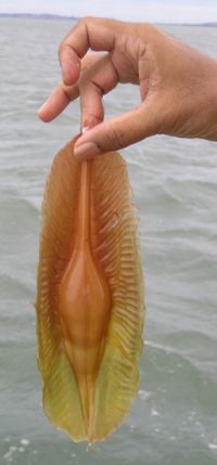 of an elephant shark 9