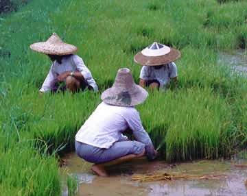 paddy0 3821