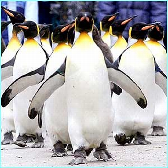penguin2