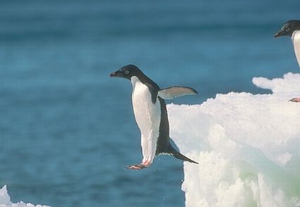 penguin