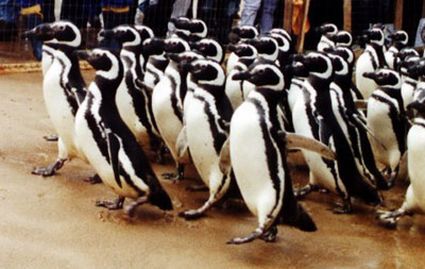 penguinsmag