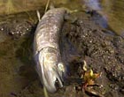 pike2