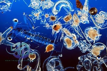 plankton