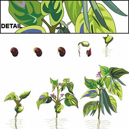 plantgrowth