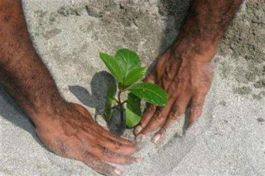 plantingtree