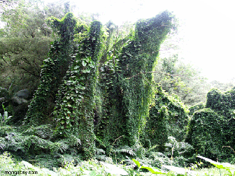 plants 3821