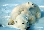 polar bears polar bears