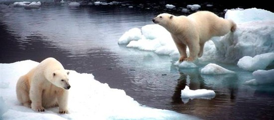 polar bears G9xCr 2263