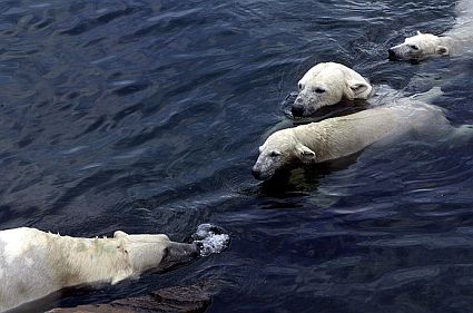 polarbear 0103 45