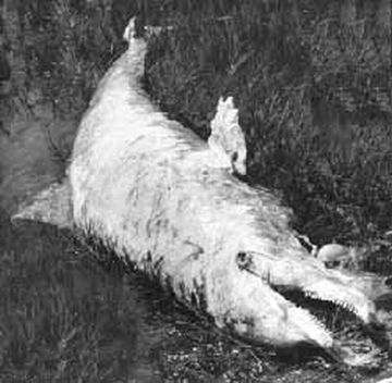 pollution is killing the dolphins 9