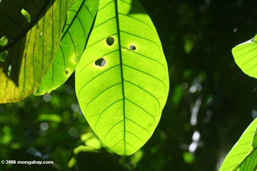 rainforest affected by global warming