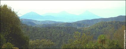 rainforest 4646
